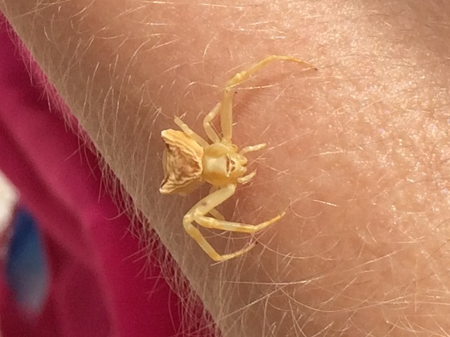 Thomisus onustus - Lefkada (Grecia)